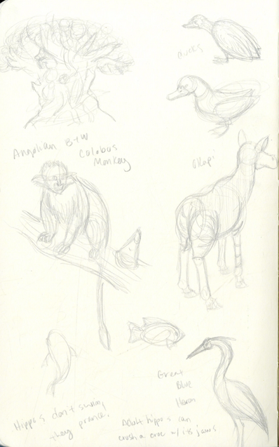 Animal Kingdom Studies 03