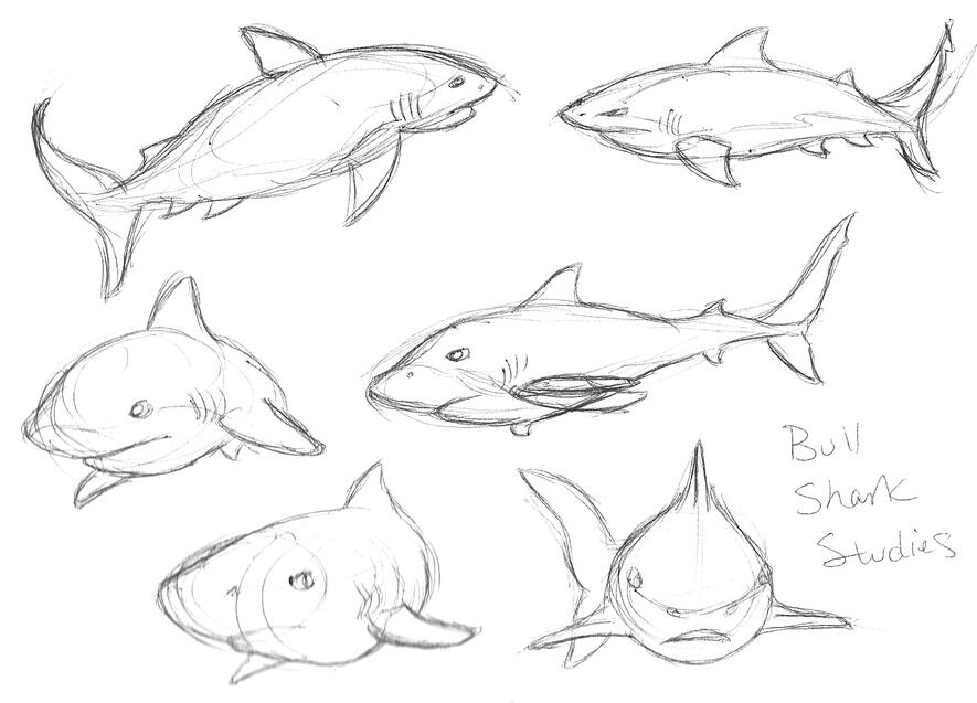 Bull Shark Study 02